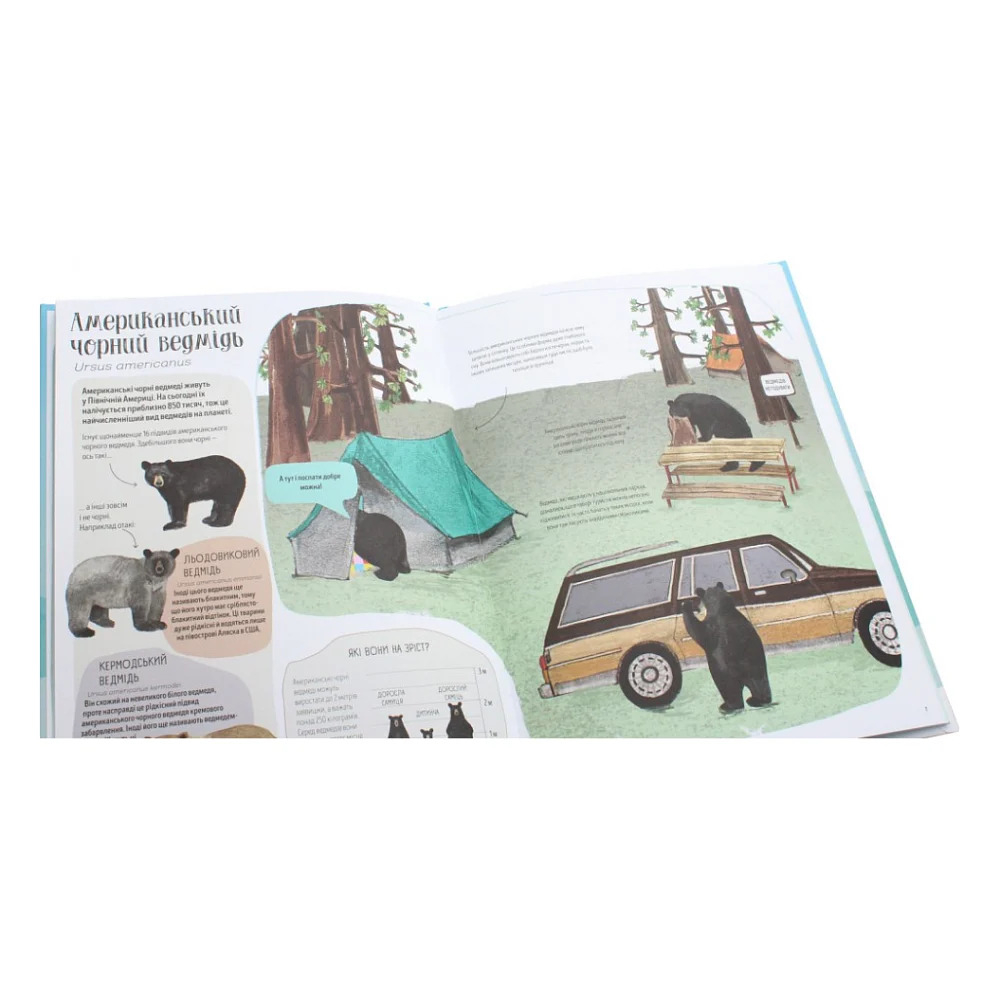 Книга Ведмежа книга - Кейті Віґґерс Жорж (9786177579624) — фото 5