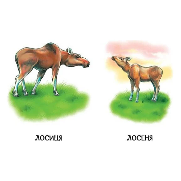 Книга 22 картинки. Мами і дитинчата Ранок (9786178773786) — фото 4